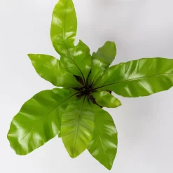 Nestfarn, Mit Keramiktopf Dallas Weiß, Topf-Ø12cm, Höhe Ca. 35 Cm, 3er-Set 12 Nestfarn, Mit Keramiktopf Dallas Weiß, Topf-Ø12cm, Höhe Ca. 35 Cm, 3er-Set -Gartenserien Geschäft 0220190132 Asplenium nidus Dallas weiss 4