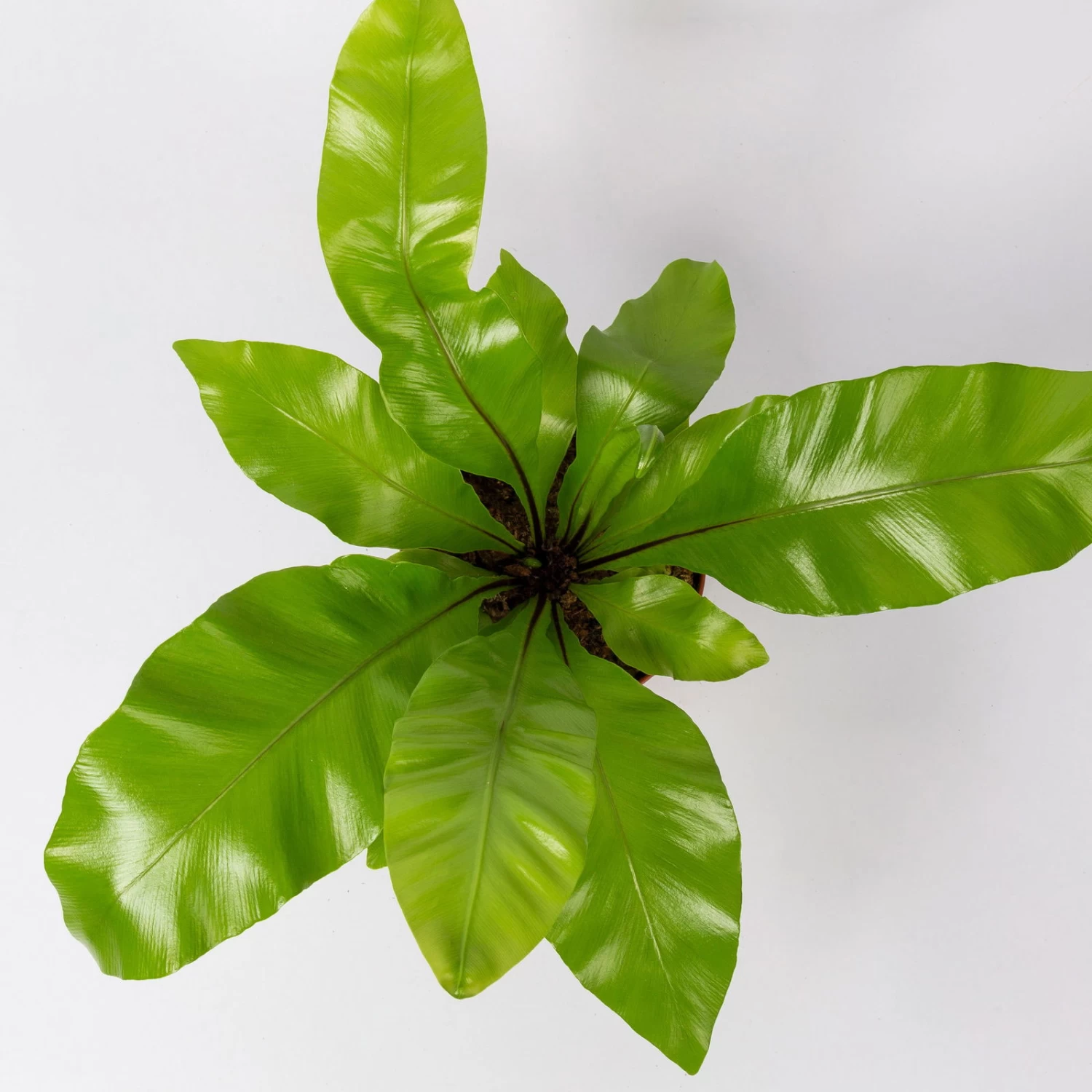 Nestfarn, Mit Keramiktopf Dallas Weiß, Topf-Ø12cm, Höhe Ca. 35 Cm, 3er-Set 5 Nestfarn, Mit Keramiktopf Dallas Weiß, Topf-Ø12cm, Höhe Ca. 35 Cm, 3er-Set – Bild 5