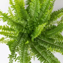 Schwertfarn 'Green Lady' Mit Keramiktopf Dallas Weiß, Topf-Ø12cm, Höhe Ca. 35 Cm -Gartenserien Geschäft 0220190136 Nephrolepis exaltata Green Lady 5
