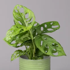 Monstera Adansonii In Keramiktopf Bergamo Grün, Topf-Ø 12 Cm, Höhe Ca. 25 Cm -Gartenserien Geschäft 0220350098 Monstera adans in Uebertopf Bergamo gruen 2