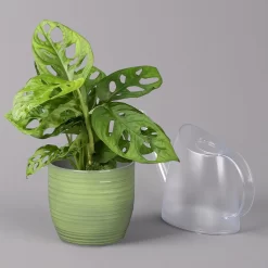 Monstera Adansonii In Keramiktopf Bergamo Grün, Topf-Ø 12 Cm, Höhe Ca. 25 Cm -Gartenserien Geschäft 0220350098 Monstera adans in Uebertopf Bergamo gruen 3