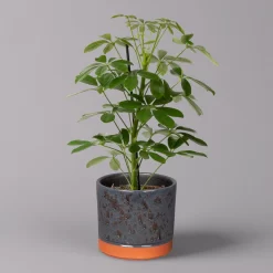 Strahlenaralie 'Nora' In Keramiktopf Lauren Blau, Topf-Ø 13 Cm, Höhe Ca. 45 Cm