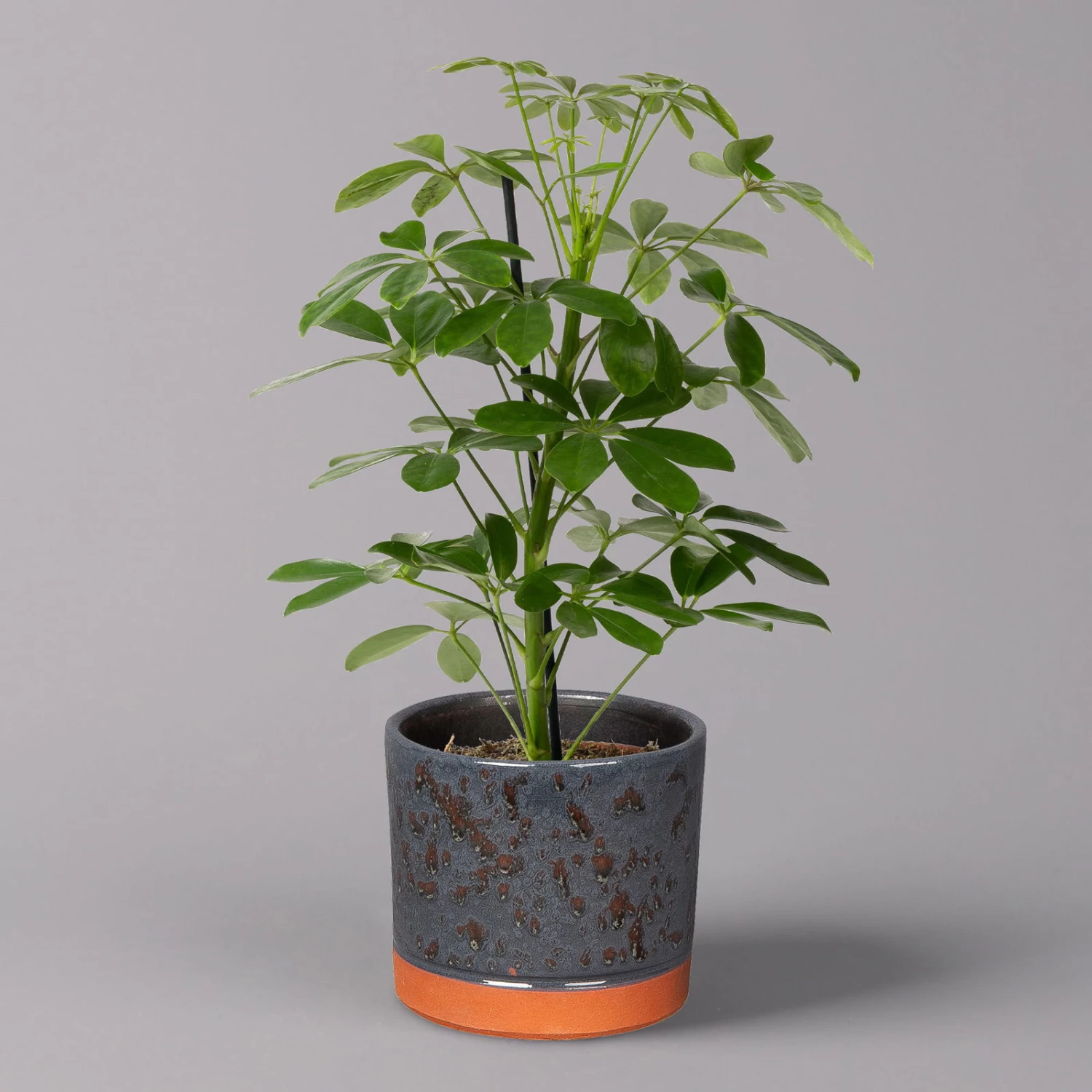 Strahlenaralie 'Nora' In Keramiktopf Lauren Blau, Topf-Ø 13 Cm, Höhe Ca. 45 Cm 1 Strahlenaralie 'Nora' In Keramiktopf Lauren Blau, Topf-Ø 13 Cm, Höhe Ca. 45 Cm