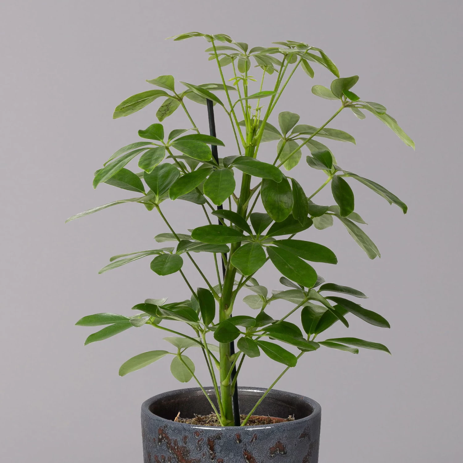 Strahlenaralie 'Nora' In Keramiktopf Lauren Blau, Topf-Ø 13 Cm, Höhe Ca. 45 Cm 2 Strahlenaralie 'Nora' In Keramiktopf Lauren Blau, Topf-Ø 13 Cm, Höhe Ca. 45 Cm – Bild 2