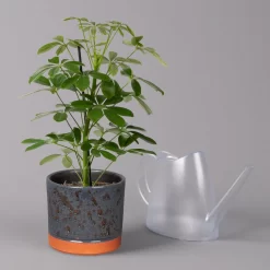 Strahlenaralie 'Nora' In Keramiktopf Lauren Blau, Topf-Ø 13 Cm, Höhe Ca. 45 Cm 8 Strahlenaralie 'Nora' In Keramiktopf Lauren Blau, Topf-Ø 13 Cm, Höhe Ca. 45 Cm -Gartenserien Geschäft 0220550562 Schefflera Nora mit Uebertopf Lauren blau 3 113327