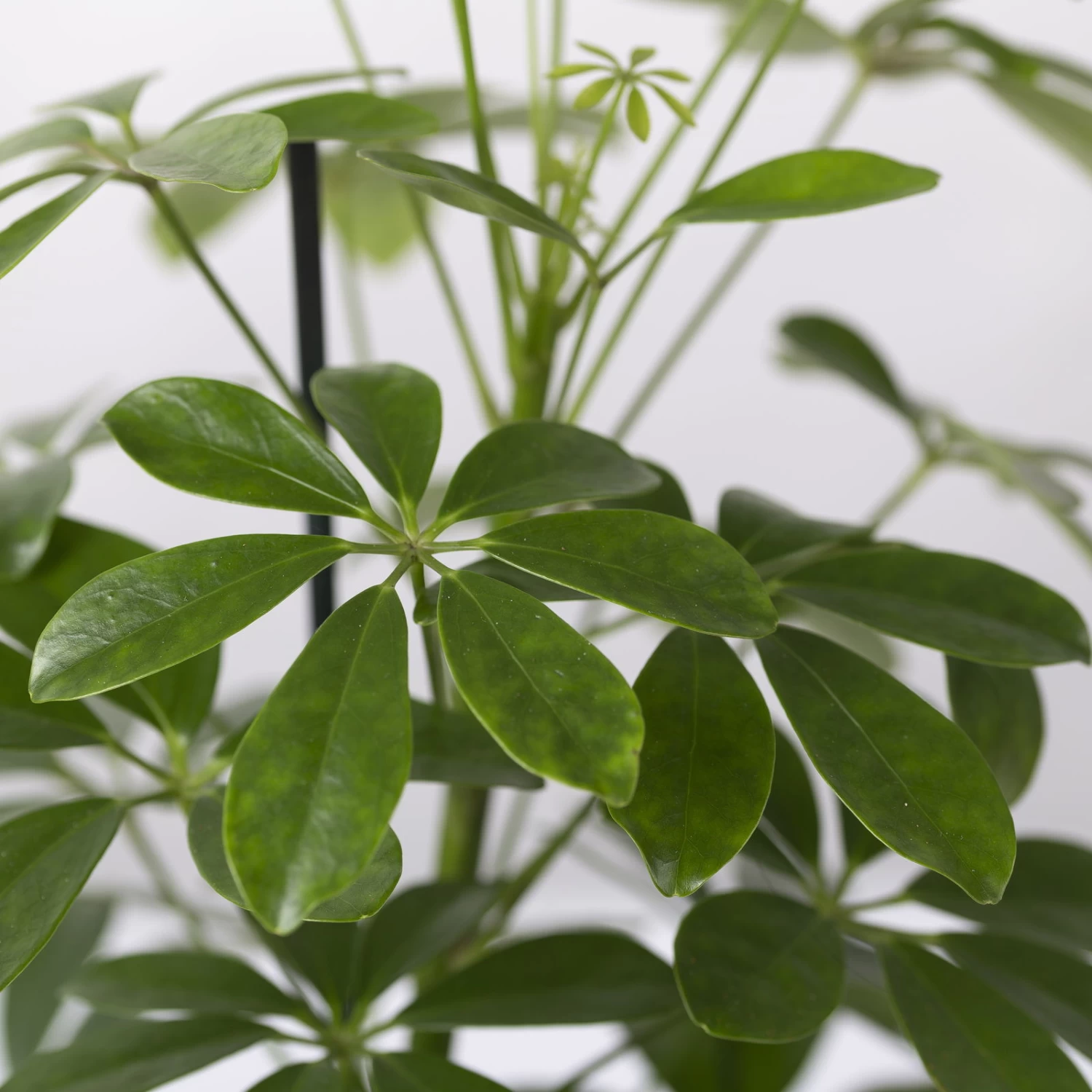 Strahlenaralie 'Nora' In Keramiktopf Lauren Blau, Topf-Ø 13 Cm, Höhe Ca. 45 Cm 4 Strahlenaralie 'Nora' In Keramiktopf Lauren Blau, Topf-Ø 13 Cm, Höhe Ca. 45 Cm – Bild 4