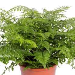 Asplenium 'Parvati', Topf-Ø 23 Cm, Höhe Ca. 50 Cm -Gartenserien Geschäft 0220601388 Asplenium Parvati 24cm Topf Hoehe 50cm 1 118245