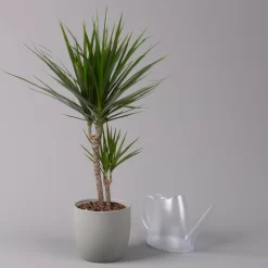 Drachenbaum, Topf-Ø 17 Cm, Höhe Ca. 70 Cm -Gartenserien Geschäft 0221100020 Dracaena marginata 2er Tuff 17cm 3