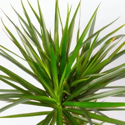 Drachenbaum, Topf-Ø 17 Cm, Höhe Ca. 70 Cm -Gartenserien Geschäft 0221100020 Dracaena marginata 2er Tuff 8