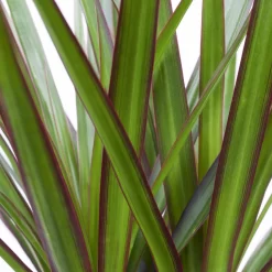 Drachenbaum, Topf-Ø 17 Cm, Höhe Ca. 70 Cm -Gartenserien Geschäft 0221100020 Dracaena marginata 2er Tuff H70cm 2