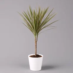 Drachenbaum 'Bicolor', Topf-Ø 13 Cm, Inkl. Keramiktopf Dallas Weiß, 3er-Set -Gartenserien Geschäft 0221100081 Dracaena marg Bicolor im Dallas weiss 12