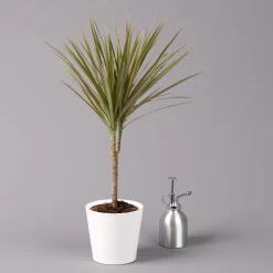 Drachenbaum 'Bicolor', Topf-Ø 13 Cm, Inkl. Keramiktopf Dallas Weiß, 3er-Set -Gartenserien Geschäft 0221100081 Dracaena marg Bicolor im Dallas weiss 32