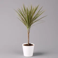 Drachenbaum 'Bicolor', Topf-Ø 13 Cm, Inkl. Keramiktopf Dallas Weiß