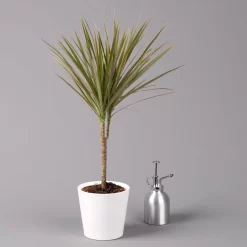 Drachenbaum 'Bicolor', Topf-Ø 13 Cm, Inkl. Keramiktopf Dallas Weiß -Gartenserien Geschäft 0221100083 Dracaena marg Bicolor im Dallas weiss 32