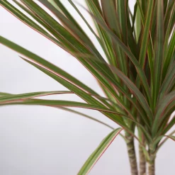 Drachenbaum 'Bicolor', Topf-Ø 13 Cm, Inkl. Keramiktopf Dallas Weiß -Gartenserien Geschäft 0221100083 Dracaena marg Bicolor im Dallas weiss 42