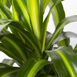 Duftender Drachenbaum 'Hawaiian Sunshine', Topf-Ø 24 Cm, H: Ca. 90 Cm -Gartenserien Geschäft 0221400032 Dracaena fragr Hawaiian Sunshine 24cm 4