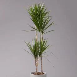 Gerandeter Drachenbaum 'Magenta', Topf-Ø 24 Cm, Höhe Ca. 150 Cm -Gartenserien Geschäft 0221400037 Dracaena marginata Tuff 24cm 2