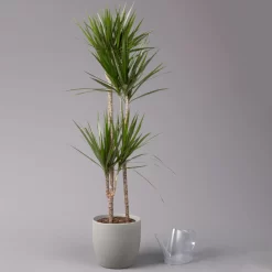 Gerandeter Drachenbaum 'Magenta', Topf-Ø 24 Cm, Höhe Ca. 150 Cm -Gartenserien Geschäft 0221400037 Dracaena marginata Tuff 24cm 3