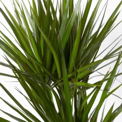 Gerandeter Drachenbaum 'Magenta', Topf-Ø 24 Cm, Höhe Ca. 150 Cm -Gartenserien Geschäft 0221400037 Dracaena marginata Tuff 24cm 4