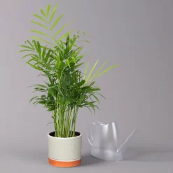 Bergpalme In Keramiktopf Lauren Grün, Topf-Ø 12 Cm, Höhe Ca. 40 Cm -Gartenserien Geschäft 0222100036 Chamaedorea eleg in Topf Lauren gruen 3