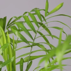 Bergpalme In Keramiktopf Lauren Grün, Topf-Ø 12 Cm, Höhe Ca. 40 Cm -Gartenserien Geschäft 0222100036 Chamaedorea eleg in Topf Lauren gruen 4