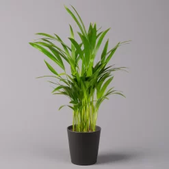 Goldfruchtpalme In Keramiktopf Anthrazit, Topf-Ø 13 Cm, H: Ca. 20-30 Cm, 3er-Set -Gartenserien Geschäft 0222200027 Dypsis lutes Dallas anthrazit 3er Set 12