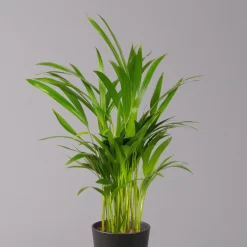 Goldfruchtpalme In Keramiktopf Anthrazit, Topf-Ø 13 Cm, H: Ca. 20-30 Cm, 3er-Set -Gartenserien Geschäft 0222200027 Dypsis lutes Dallas anthrazit 3er Set 22