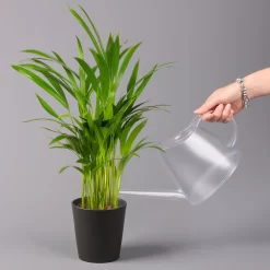 Goldfruchtpalme In Keramiktopf Anthrazit, Topf-Ø 13 Cm, H: Ca. 20-30 Cm, 3er-Set -Gartenserien Geschäft 0222200027 Dypsis lutes Dallas anthrazit 3er Set 32