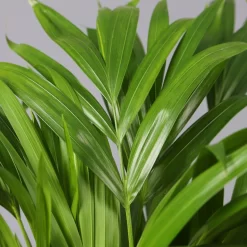 Goldfruchtpalme In Keramiktopf Anthrazit, Topf-Ø 13 Cm, H: Ca. 20-30 Cm, 3er-Set -Gartenserien Geschäft 0222200027 Dypsis lutes Dallas anthrazit 3er Set 42