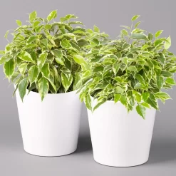 Birkenfeige 'Kinky' In Keramiktopf Weiß, Topf-Ø 12 Cm, Höhe Ca. 25 Cm, 2er-Set