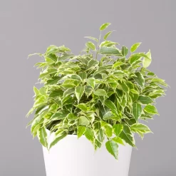 Birkenfeige 'Kinky' In Keramiktopf Weiß, Topf-Ø 12 Cm, Höhe Ca. 25 Cm, 2er-Set -Gartenserien Geschäft 0223100069 Ficus benj Kinky Dallas weiss 2 108739