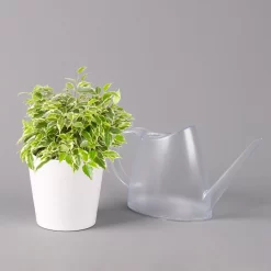 Birkenfeige 'Kinky' In Keramiktopf Weiß, Topf-Ø 12 Cm, Höhe Ca. 25 Cm, 2er-Set -Gartenserien Geschäft 0223100069 Ficus benj Kinky Dallas weiss 3 108740