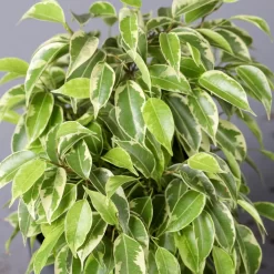 Birkenfeige 'Kinky' In Keramiktopf Weiß, Topf-Ø 12 Cm, Höhe Ca. 25 Cm, 2er-Set -Gartenserien Geschäft 0223100069 Ficus benj Kinky Dallas weiss 4 108741