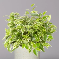 Birkenfeige 'Kinky' In Keramiktopf Lauren Grün, Topf-Ø 12 Cm, Höhe Ca. 26 Cm -Gartenserien Geschäft 0223100089 Ficus benj Kinky in Uebertopf Lauren gruen 2