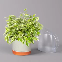 Birkenfeige 'Kinky' In Keramiktopf Lauren Grün, Topf-Ø 12 Cm, Höhe Ca. 26 Cm -Gartenserien Geschäft 0223100089 Ficus benj Kinky in Uebertopf Lauren gruen 3