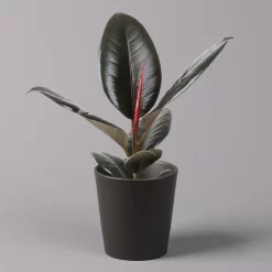 Gummibaum 'Robusta' In Topf Anthrazit, Topf-Ø 12cm, Höhe Ca. 40-45 Cm, 2er-Set -Gartenserien Geschäft 0223200077 Ficus el Robusta Dallas anthrazit 1