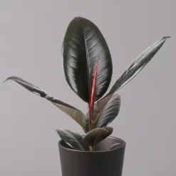 Gummibaum 'Robusta' In Topf Anthrazit, Topf-Ø 12cm, Höhe Ca. 40-45 Cm, 2er-Set -Gartenserien Geschäft 0223200077 Ficus el Robusta Dallas anthrazit 2