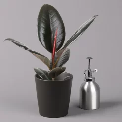 Gummibaum 'Robusta' In Topf Anthrazit, Topf-Ø 12cm, Höhe Ca. 40-45 Cm, 2er-Set -Gartenserien Geschäft 0223200077 Ficus el Robusta Dallas anthrazit 3