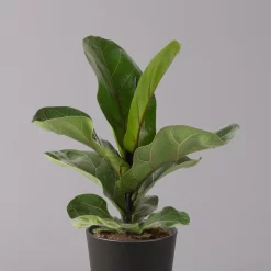 Geigenfeige 'Bambino'', Topf-Ø 12cm, Mit Übertopf Dallas Anthrazit, 2er-Set -Gartenserien Geschäft 0223300044 Ficus lyr Bambino im Topf Dallas anthr 2