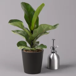 Geigenfeige 'Bambino'', Topf-Ø 12cm, Mit Übertopf Dallas Anthrazit, 2er-Set -Gartenserien Geschäft 0223300044 Ficus lyr Bambino im Topf Dallas anthr 3