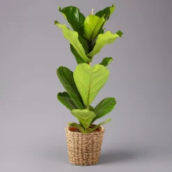 Geigenfeige In Korb Gaby, Topf-Ø 21 Cm, Höhe Ca. 80 - 100 Cm