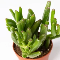 Sukkulenten Im Dekotopf 'Glazed Pink', Verschiedene Arten, Topf-Ø 6 Cm, 3er-Set -Gartenserien Geschäft 0225200733 Sukkulenten Set in Topf Scandic terrac 3er Set 10