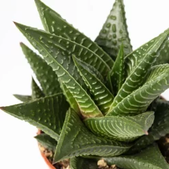 Sukkulenten Im Dekotopf 'Glazed Pink', Verschiedene Arten, Topf-Ø 6 Cm, 3er-Set -Gartenserien Geschäft 0225200733 Sukkulenten Set in Topf Scandic terrac 3er Set 12