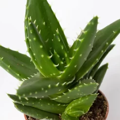 Sukkulenten Im Dekotopf 'Glazed Pink', Verschiedene Arten, Topf-Ø 6 Cm, 3er-Set -Gartenserien Geschäft 0225200733 Sukkulenten Set in Topf Scandic terrac 3er Set 13