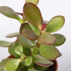 Sukkulenten Im Dekotopf 'Glazed Pink', Verschiedene Arten, Topf-Ø 6 Cm, 3er-Set -Gartenserien Geschäft 0225200733 Sukkulenten Set in Topf Scandic terrac 3er Set 9