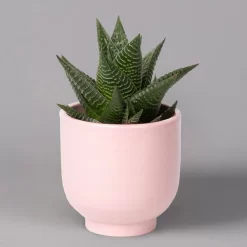 Sukkulenten Im Dekotopf 'Glazed Pink', Verschiedene Arten, Topf-Ø 6 Cm, 3er-Set -Gartenserien Geschäft 0225200736 Sukkulenten Set in Topf Glazed Pink 3er Set 3