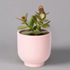 Sukkulenten Im Dekotopf 'Glazed Pink', Verschiedene Arten, Topf-Ø 6 Cm, 3er-Set -Gartenserien Geschäft 0225200736 Sukkulenten Set in Topf Glazed Pink 3er Set 5