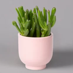 Sukkulenten Im Dekotopf 'Glazed Pink', Verschiedene Arten, Topf-Ø 6 Cm, 3er-Set -Gartenserien Geschäft 0225200736 Sukkulenten Set in Topf Glazed Pink 3er Set 6