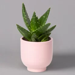 Sukkulenten Im Dekotopf 'Glazed Pink', Verschiedene Arten, Topf-Ø 6 Cm, 3er-Set -Gartenserien Geschäft 0225200736 Sukkulenten Set in Topf Glazed Pink 3er Set 7