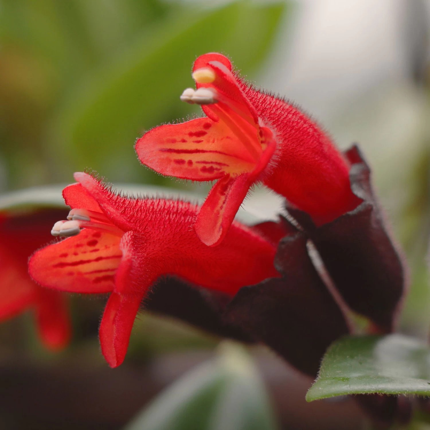 Schamblume In Blumenampel, Topf-Ø 15 Cm, Höhe Ca. 25 Cm 4 Schamblume In Blumenampel, Topf-Ø 15 Cm, Höhe Ca. 25 Cm – Bild 4